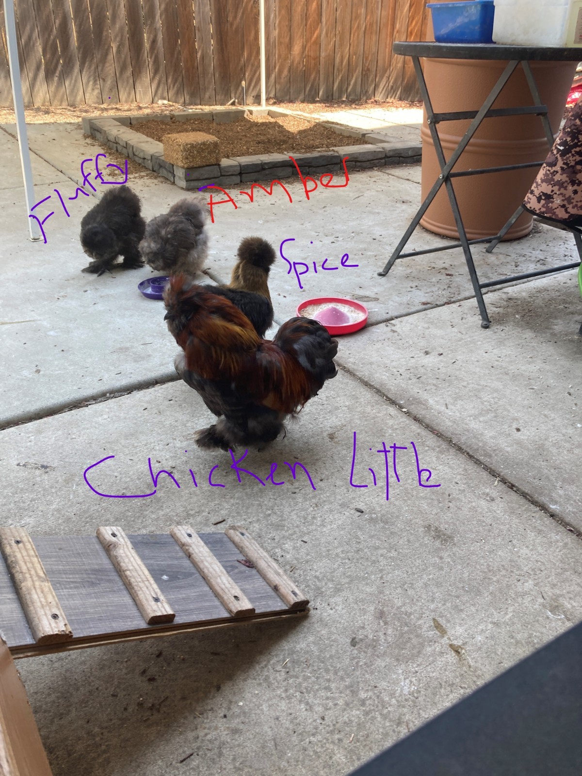 3 Silkie, Satin, Frizzle Hatching Eggs