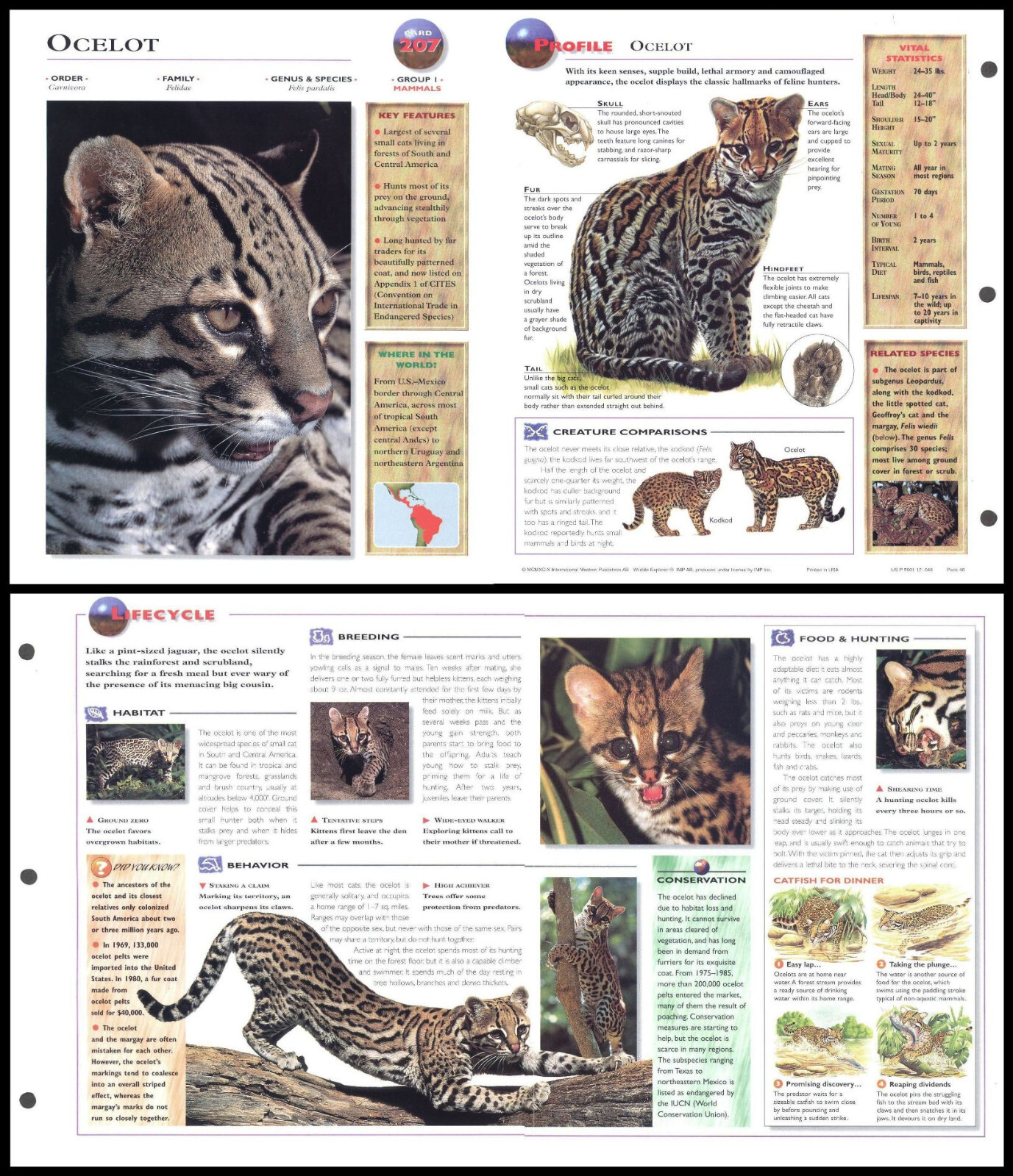 Fold-Out Sheet - Ocelot - 207