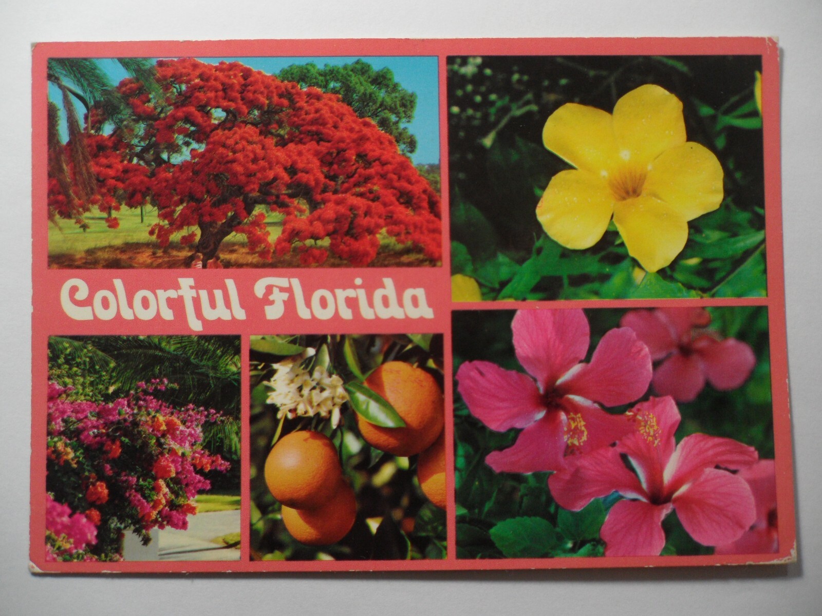 STAMPMART : USA COLORFUL FLORIDA MULTI VIEWS POSTCARD USED TO WASHINGTON