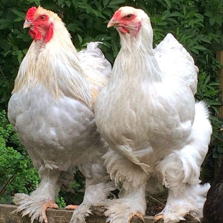 6 Farm Fresh Hatching Eggs Fancy ISABELLE Brahma BRAHPI Orpington Lavendar ❤️eb