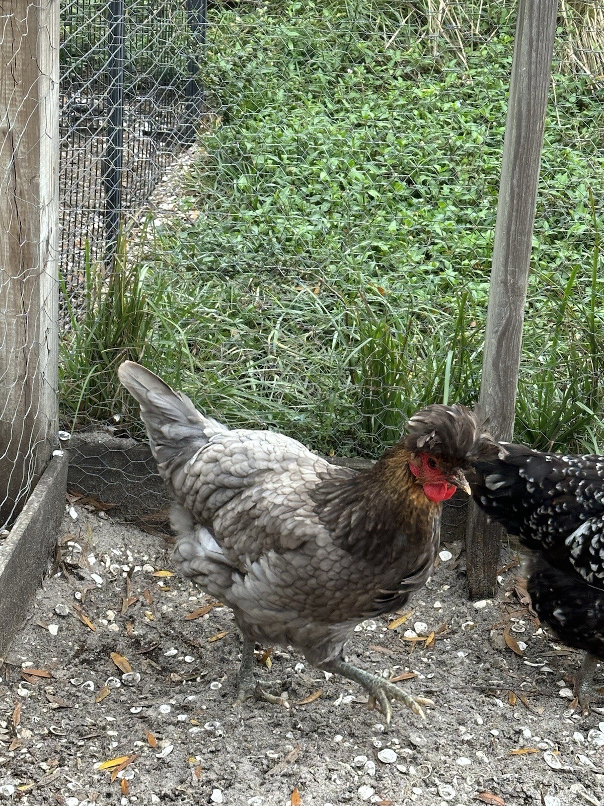 15+ Rare Sanjak Longcrower Chicken Hatching Eggs Large Breed 🎶 Unique Crow 🎶