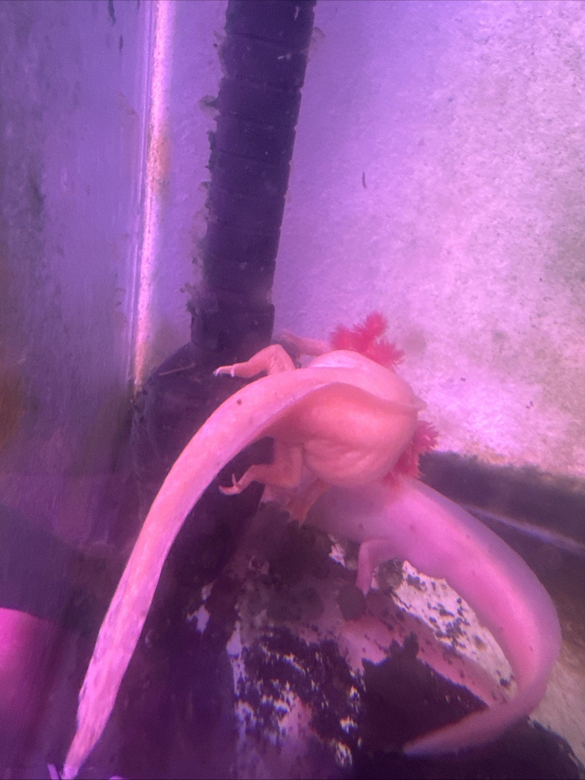 “Pre orders “Axolotl Fertile Hatching Eggs 🥚60count (GFP)