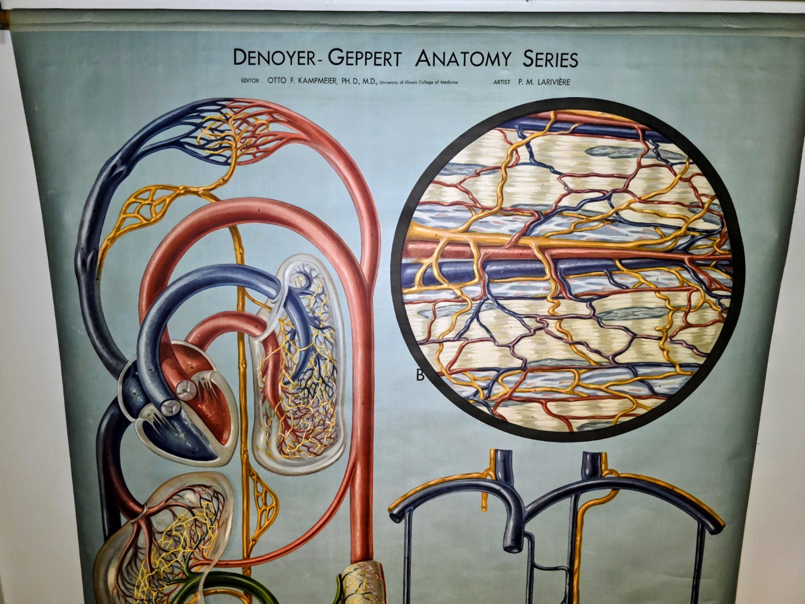 Denoyer-Geppert Anantomy Series Chart