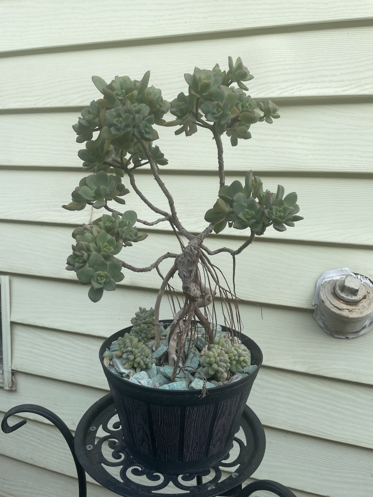 Bonsai Tree Aeonium Haworthia Tree Ship With Bare Rooted