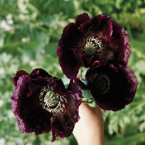 2,500 Stratified Organic After Midnight P. Somniferum Poppy Seeds  for Planting