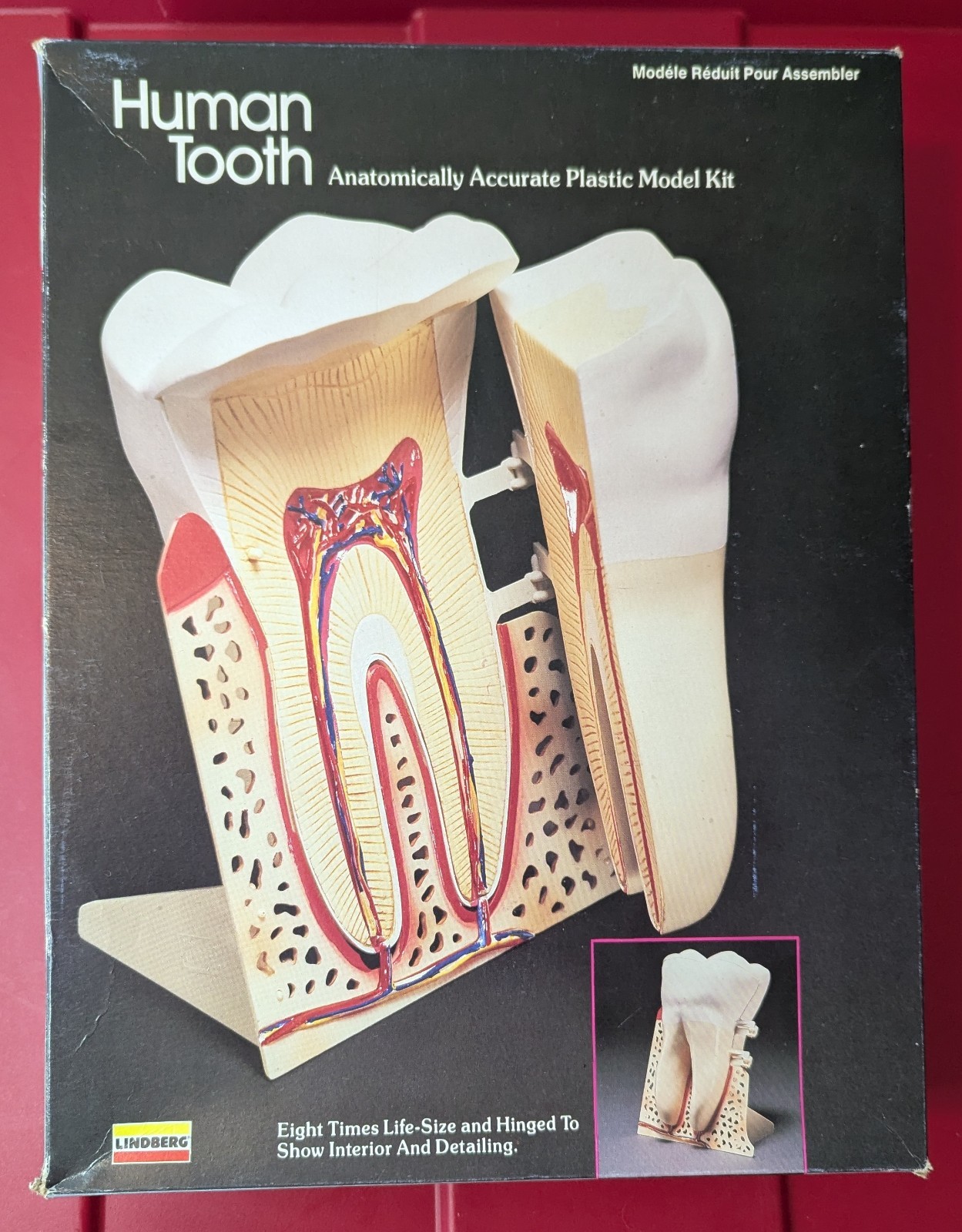 NEW Lindberg Science Kits HUMAN TOOTH Model Kit No. 71312 Complete Dentist 1992