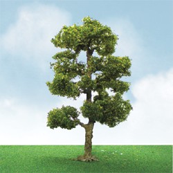 Ho Downy Birch 3.5'-4'2pk