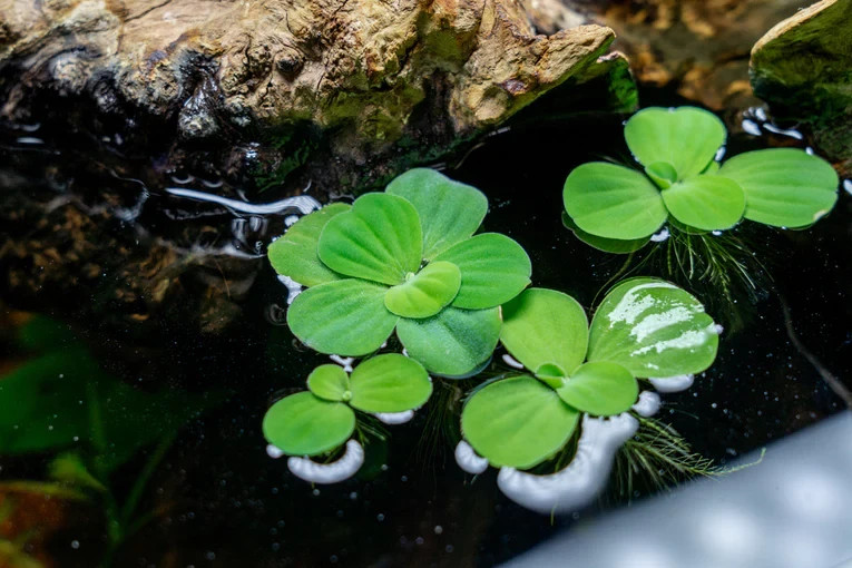 Water Lettuce Live Aquarium/Pond Plant (6+ plants) BUY 2 GET 1 FREE