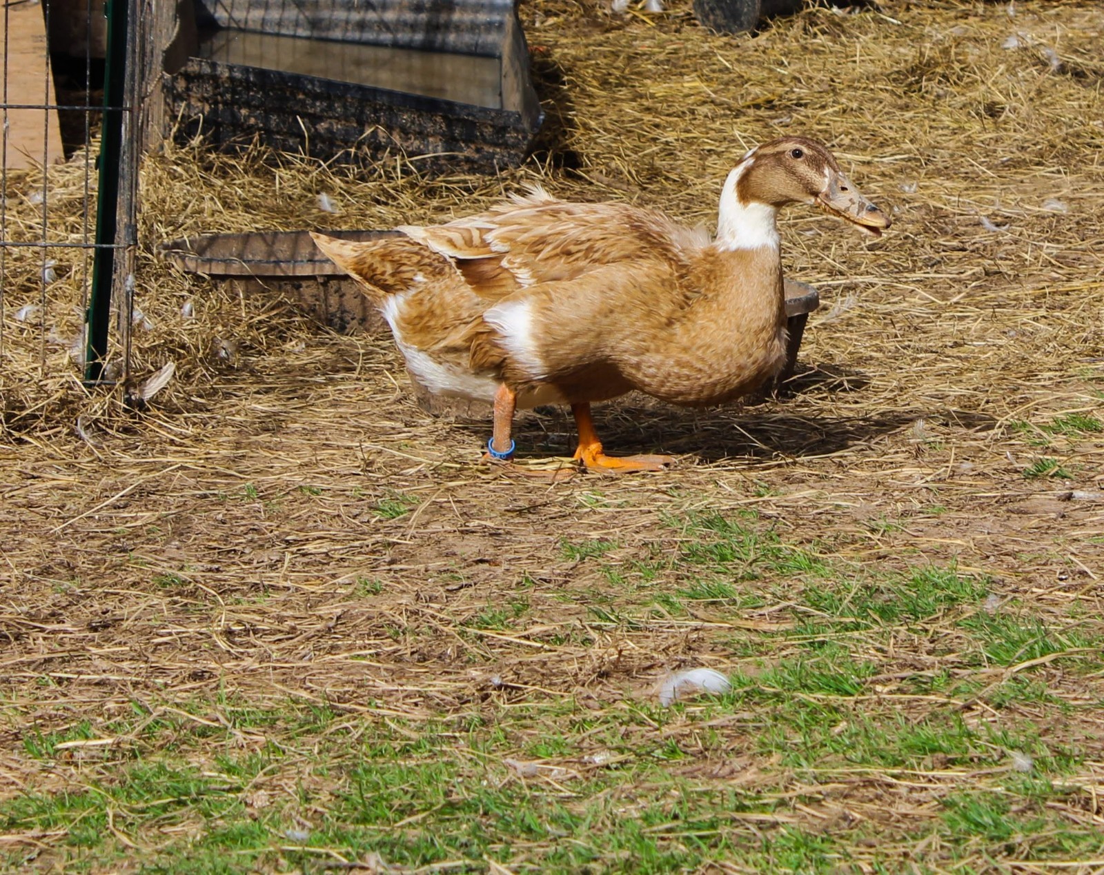 Half Dozen Ancona Duck Hatching Eggs-PA Shipping Only