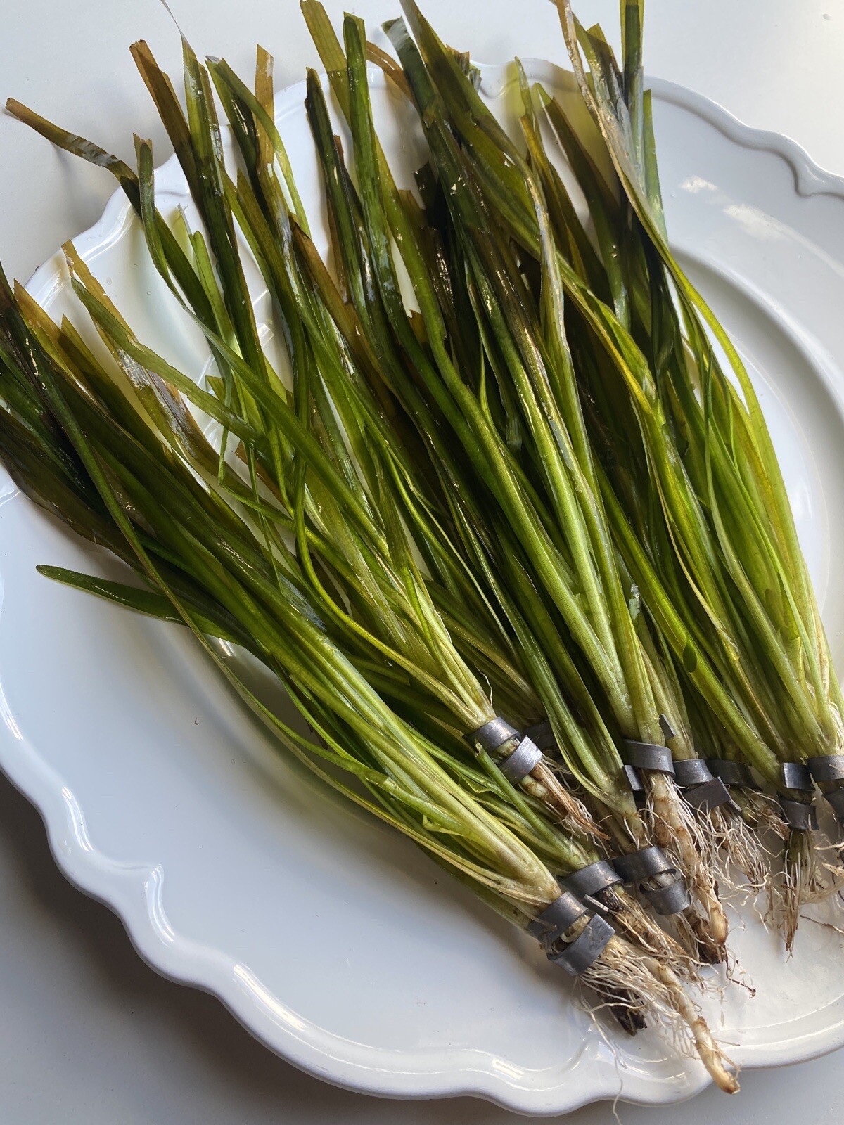 BUY 2 GET 1 FREE "Italian Val" Vallisneria spiralis Easy Tall Aquarium Plant 