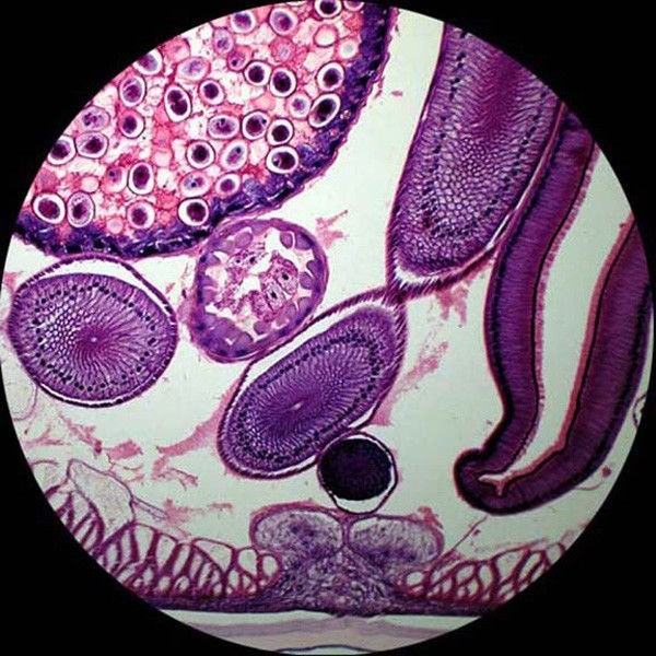 AmScope PS100D 100 Anatomy Botany Prepared Microscope Slides - Set D