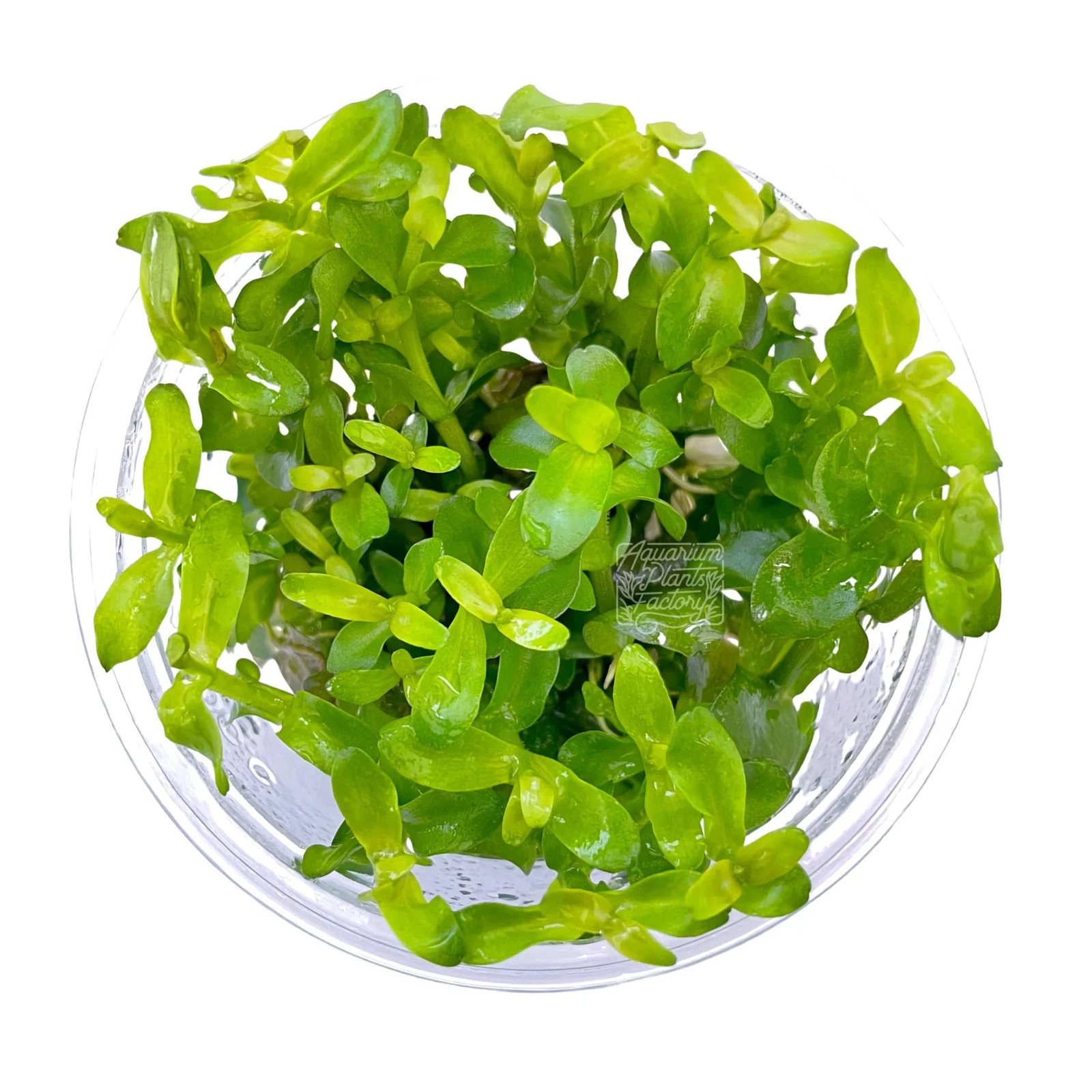 Bacopa Caroliniana Tissue Culture by Aquarium Plants Factory®