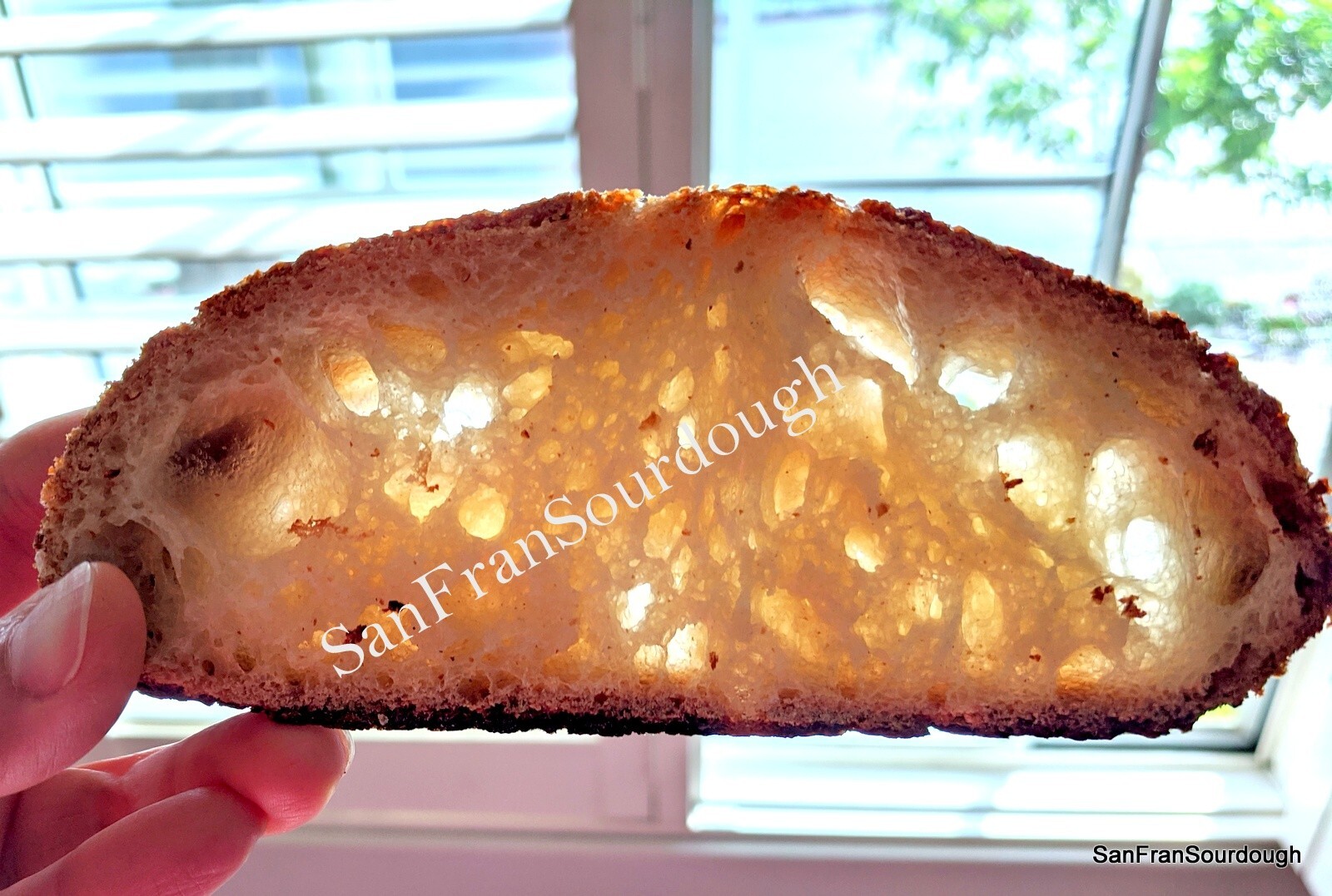 Active Dried Sourdough Starter San Francisco Yeast Bacteria baking bread