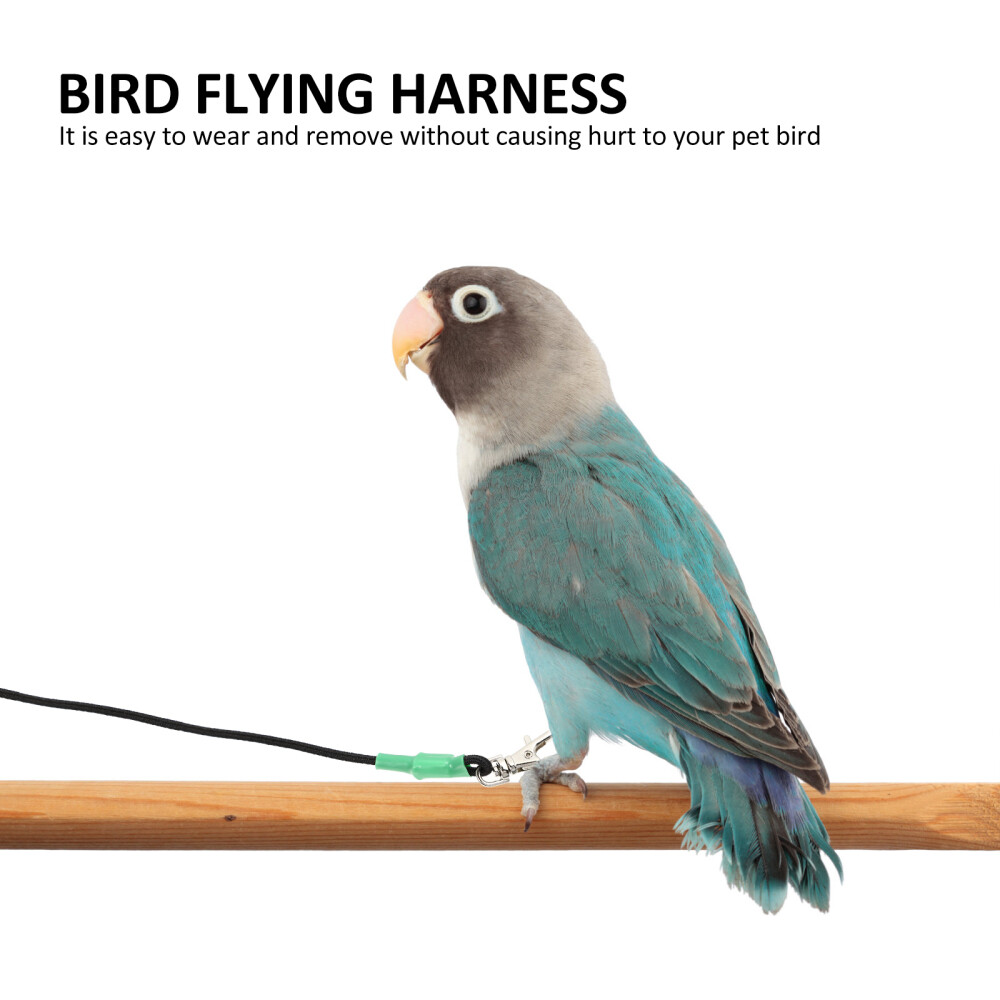 Conure Conure Bird Rope Hamster Leash Training