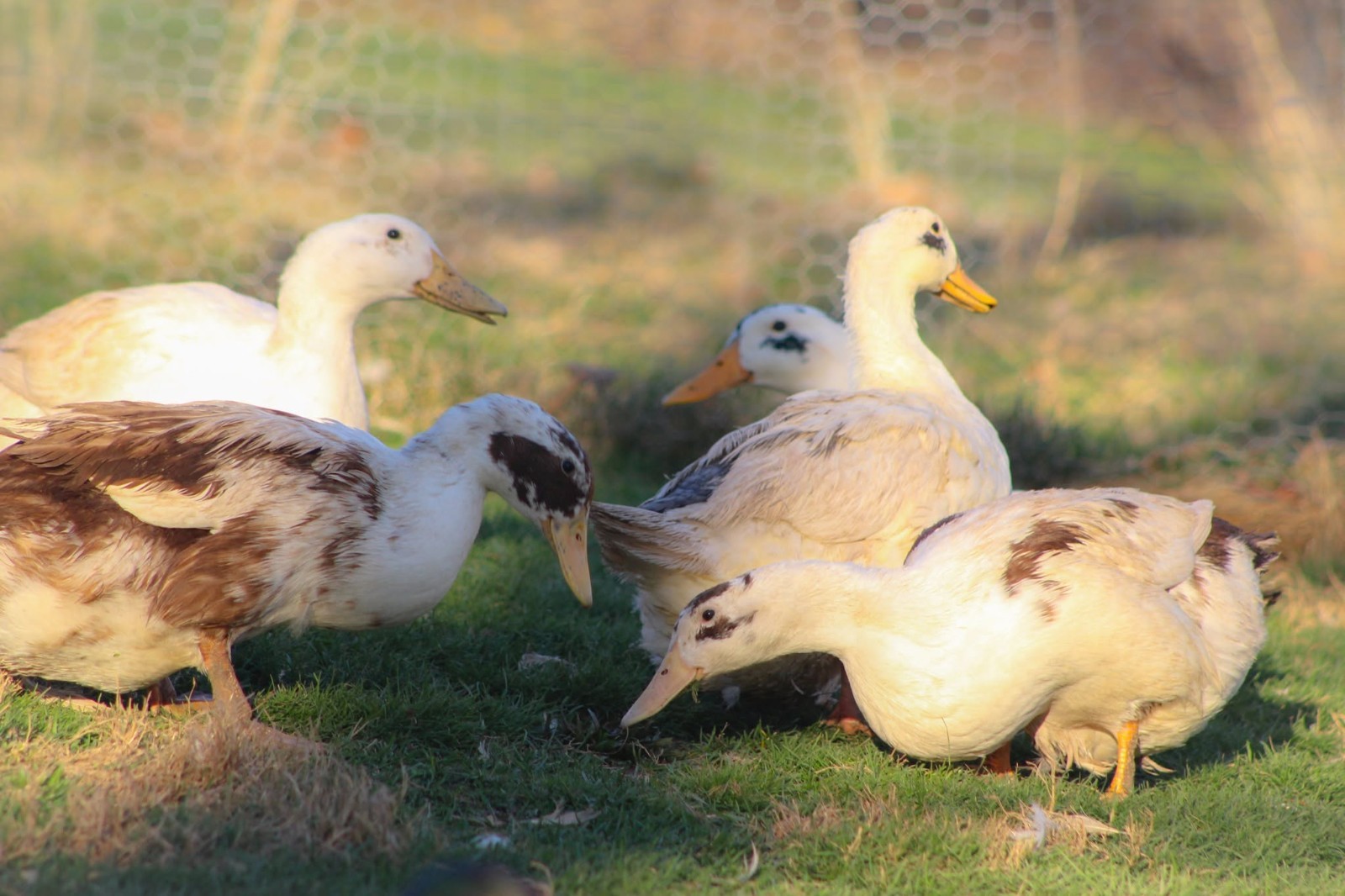Half Dozen Ancona Duck Hatching Eggs-PA Shipping Only