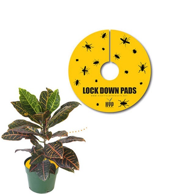 High Yields Lock Down Pads, 1.5", Pack OF 15 Sticky Traps SAVE $$ W/ BAY HYDRO $