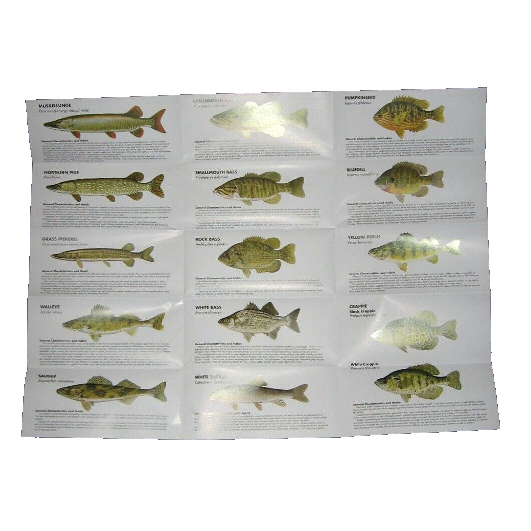 Wisconsin Fishing Fold-Out Pamphlet Full Color Pictures of Fish Species