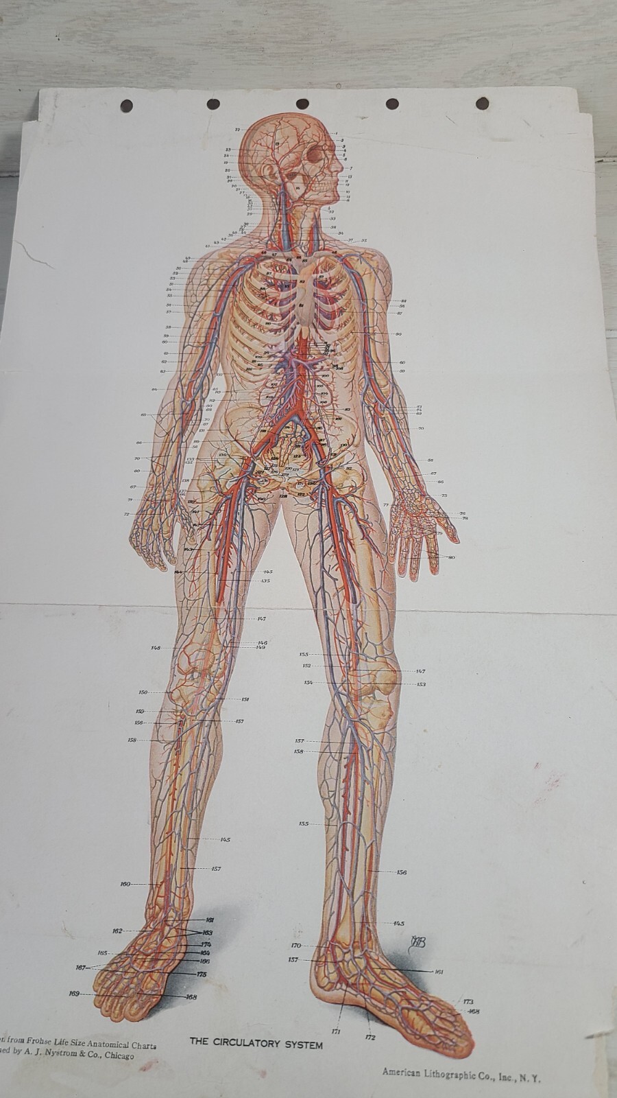 Science Medical The Circulatory System Diagram 14 X 9 Single Page