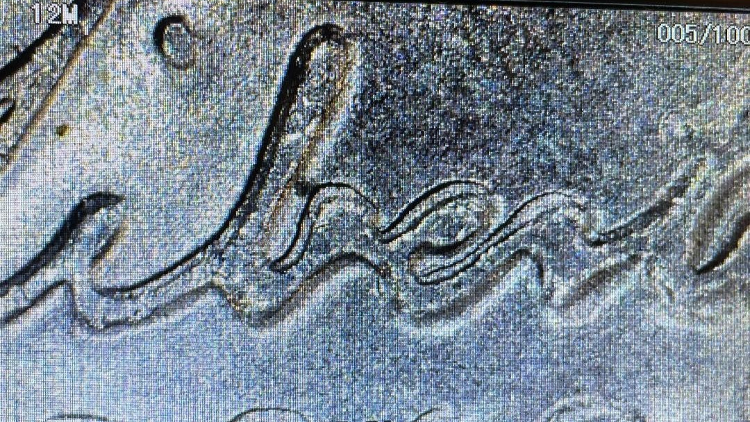 STRONG 2019-D Jefferson Nickel with Double Die Obverse/Double Die Reverse Errors