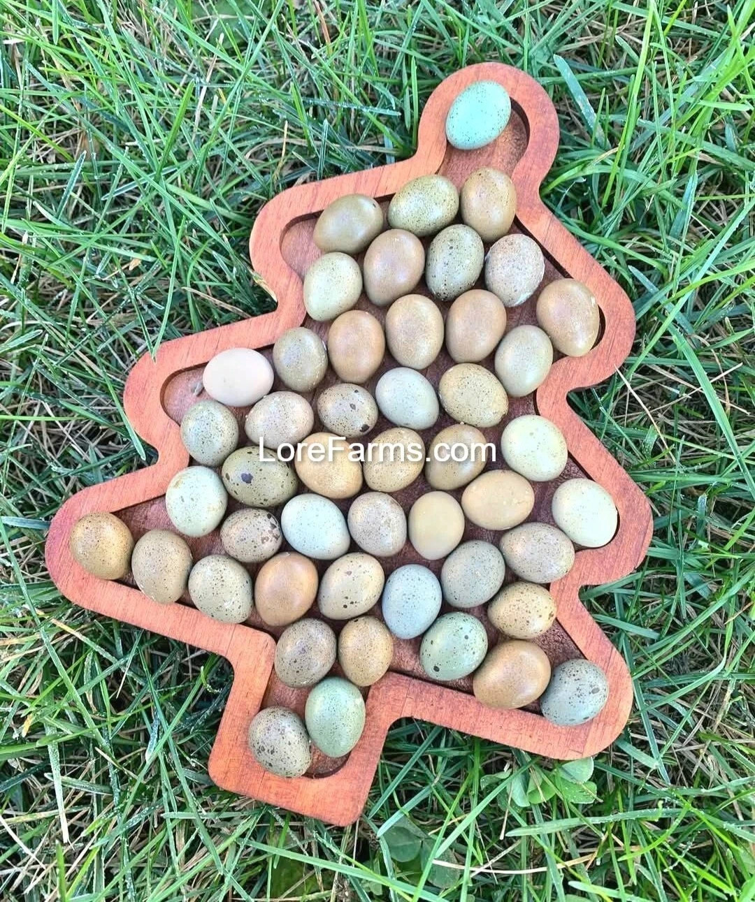12 (+3EXT) ❤️LORE FARMS Button Quail Hatching Eggs Chinese Painted SPECIAL RARE