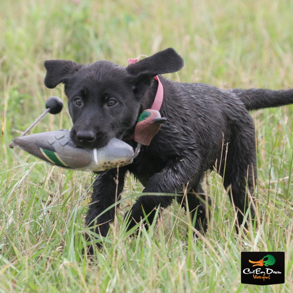AVERY GREENHEAD GEAR GHG SPORTING DOG ATB EZ BIRD TEAL NATURAL DUMMY BUMPER