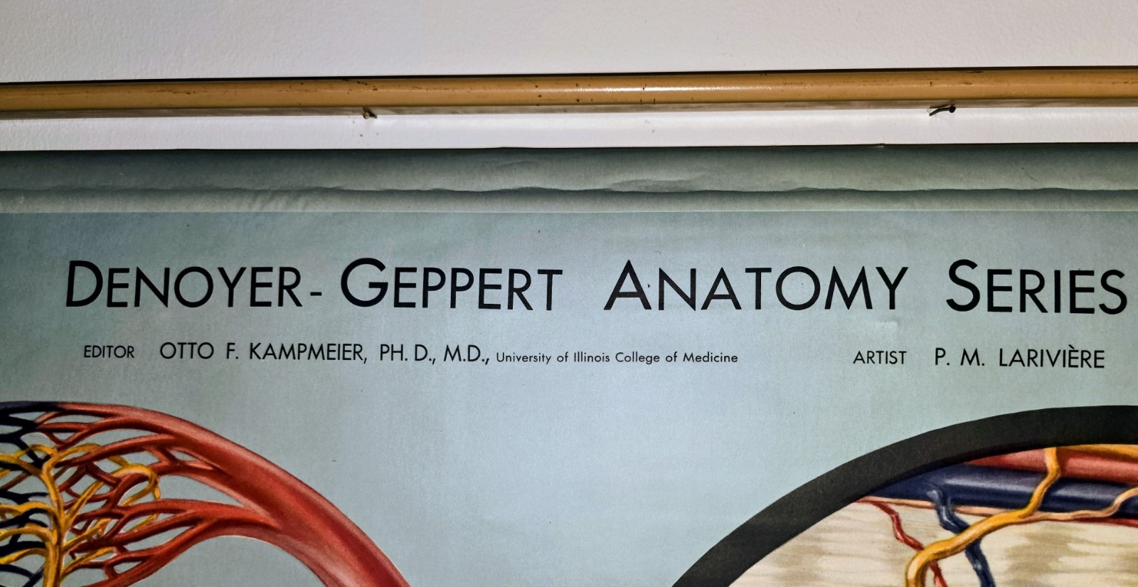 Denoyer-Geppert Anantomy Series Chart