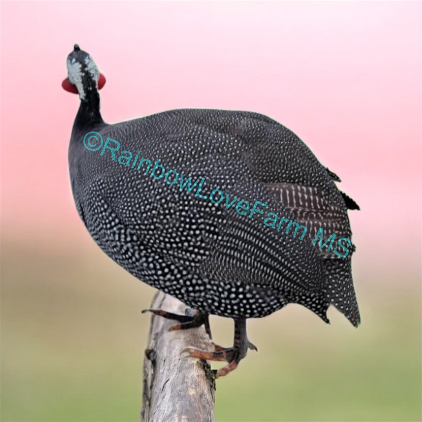 12 Guinea Fowl Hatching Eggs Pearl Gray + Bonus Color Blue Buff White NPIP Tick