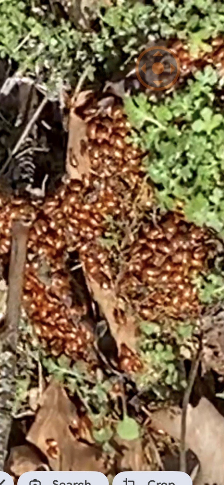 1500 LIVE LADYBUGS. GUARANTEED LIVE DELIVERY.  FRESH THIS SEASON
