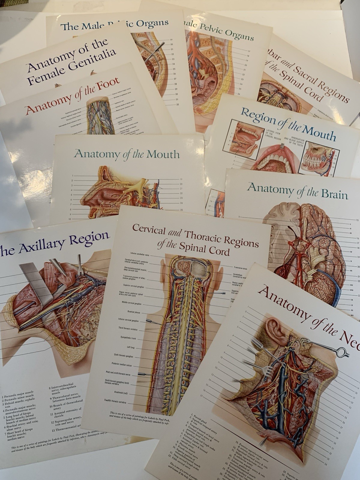 Set 44 Medical Anatomy Prints by Lederle Labs Aureomycin Paul Peck Artist 1950's