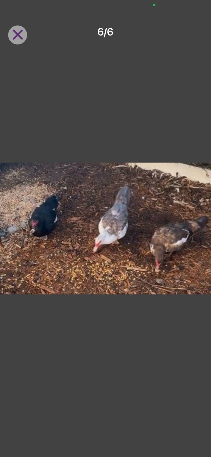 Muscovy Duck Hatching Eggs