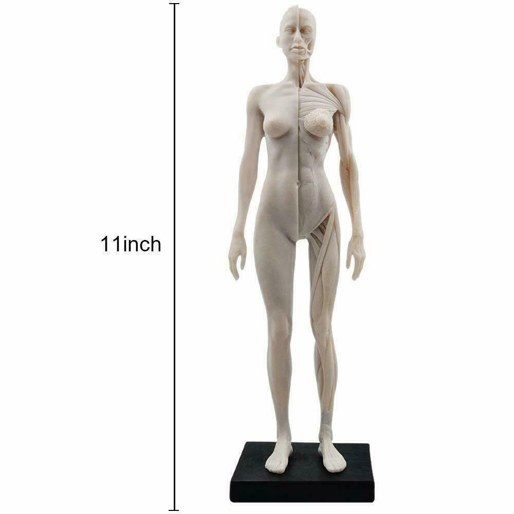 US STOCK 30CM Human Female Body Musculoskeletal Anatomical Model for Art Drawing
