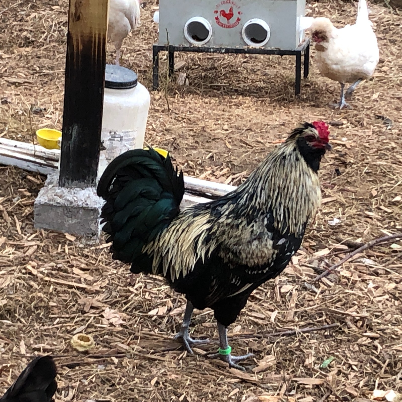 11+ Fertile Chicken Hatching Eggs BarnyardMix/Crested/Easter/Rare Breed Possible