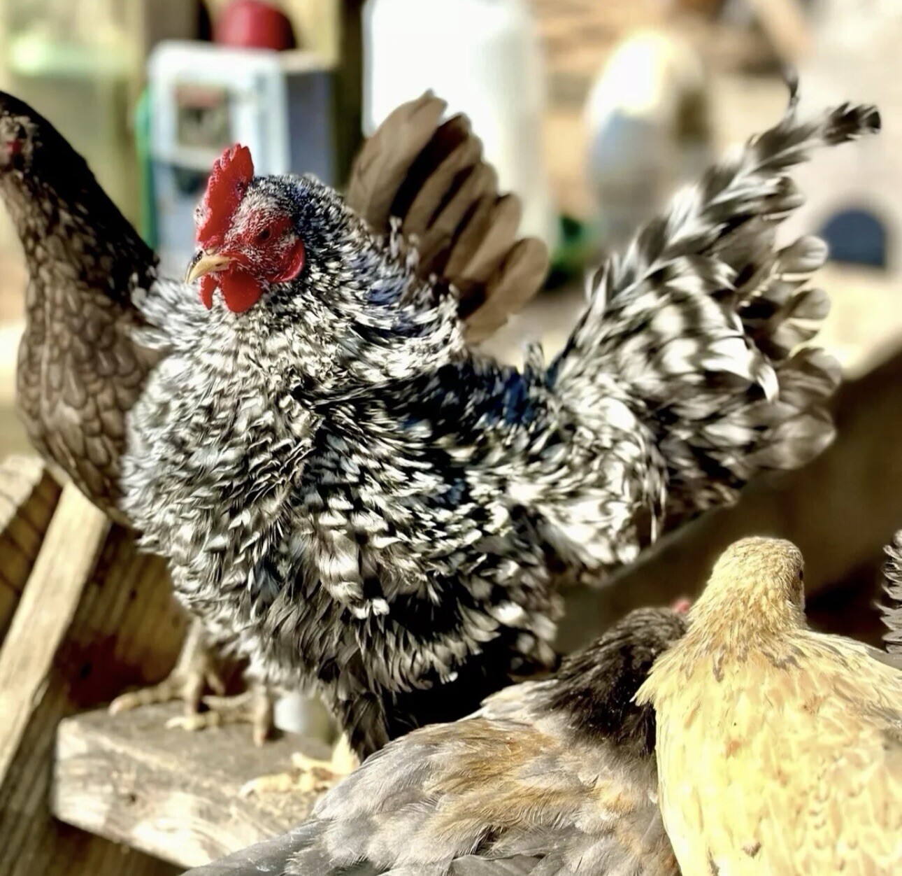 6++ Serama Hatching Eggs Free Shipping PLEASE READ THE DESCRIPTION
