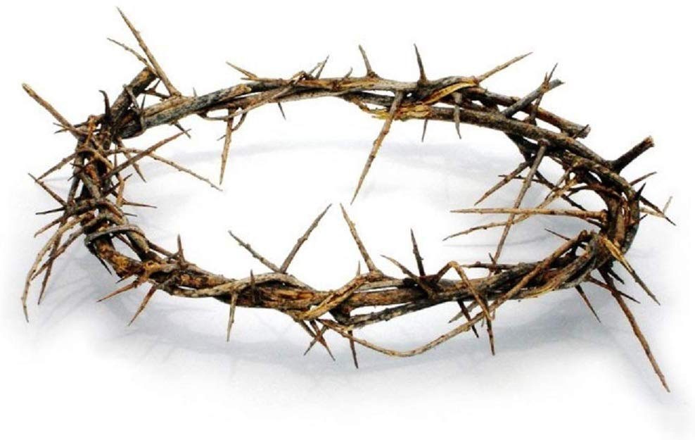 Authentic Biblical Lifesize 12" Crown of Thorns w/ Certificate