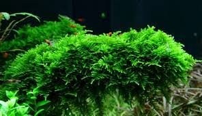Christmas Moss "Vesicularia Montagnei" Live Aquarium Plants