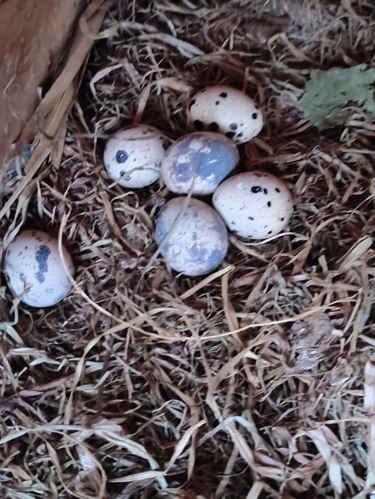 quail hatching eggs for sale