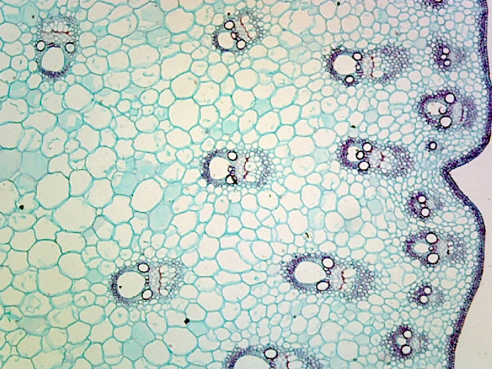 Dracaena Stem; Typical Monocot Stem; Cross Section
