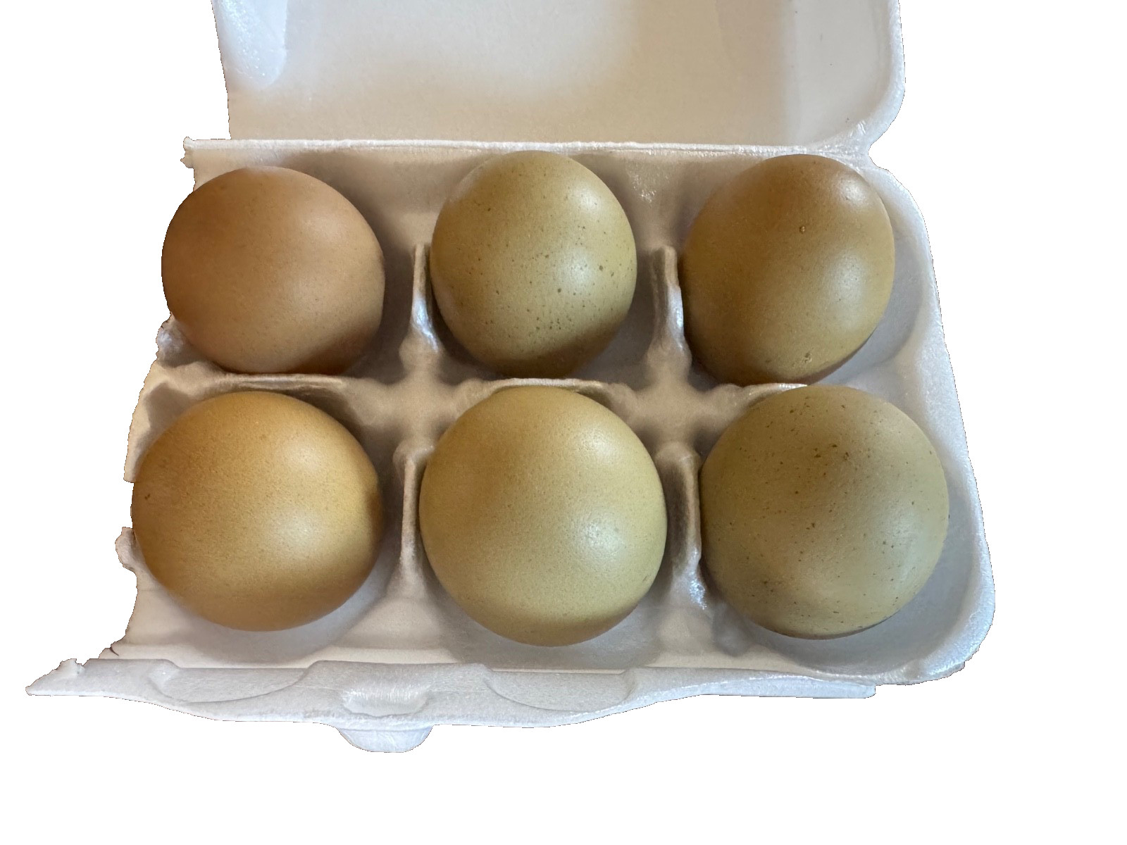 (6) olive egger hatching eggs