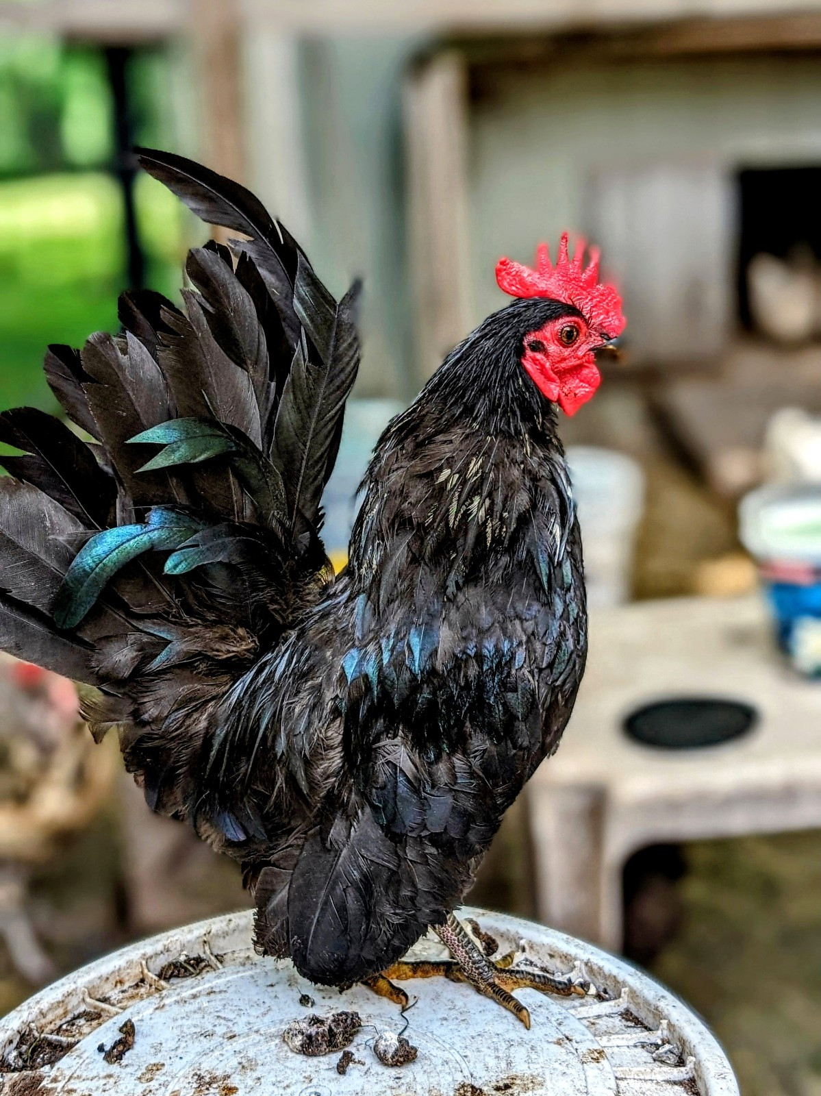 10++ eggs: Serama Bantam Chicken Hatching Eggs-Pocket, Teacup, Tiny