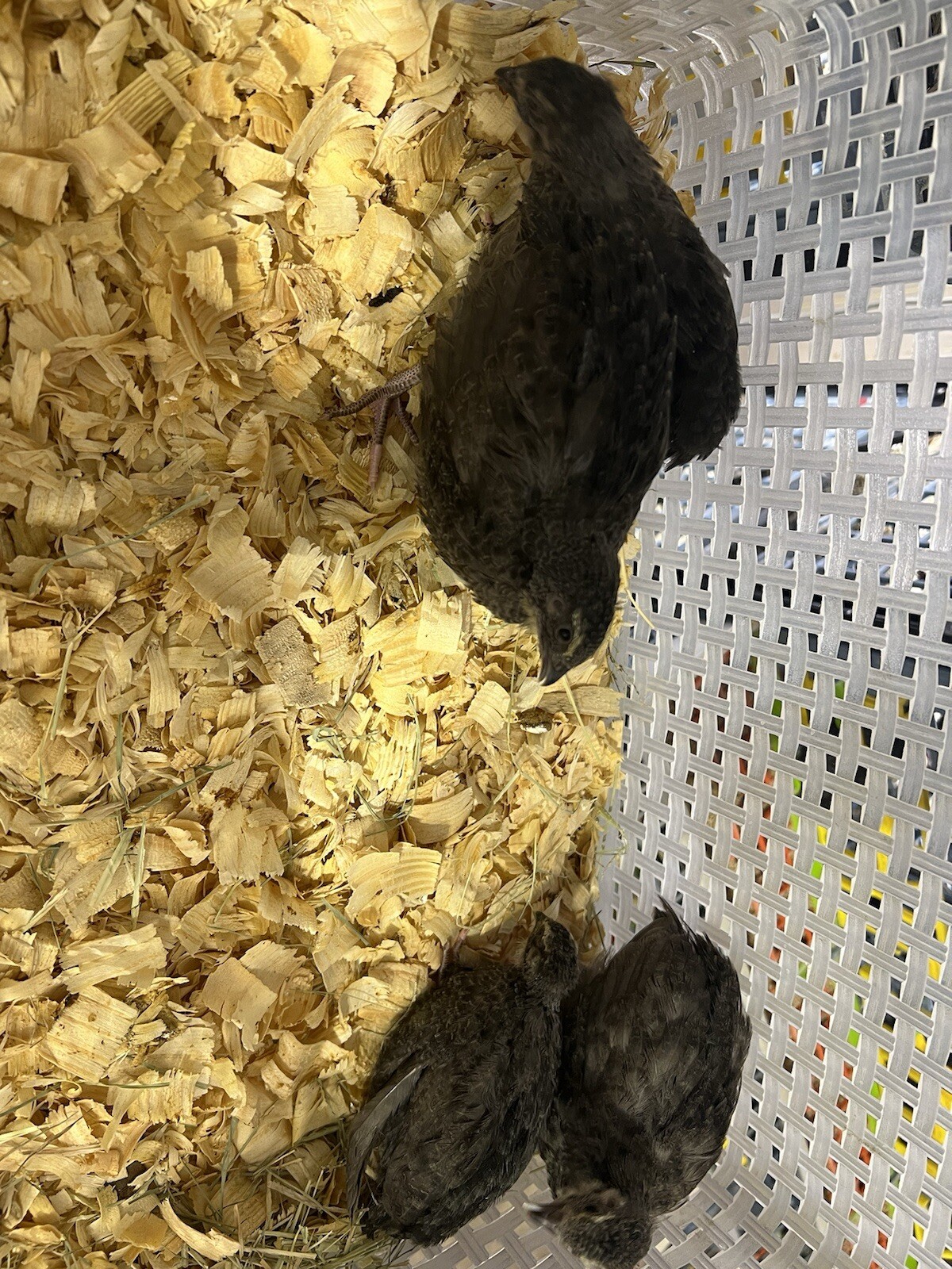 24 All Black Coturnix Quail Hatching Eggs NPIP Healthy