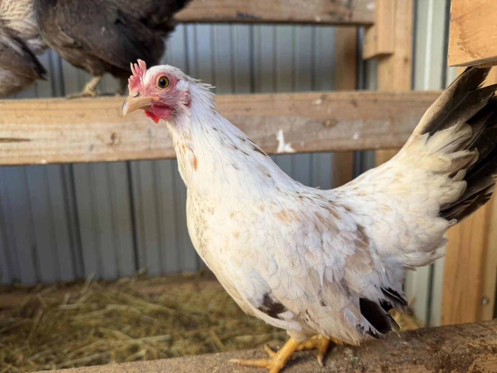 10+ Fertile Serama Chicken Hatching Eggs NPIP/AI/PT Clean Secure Foam Packaging