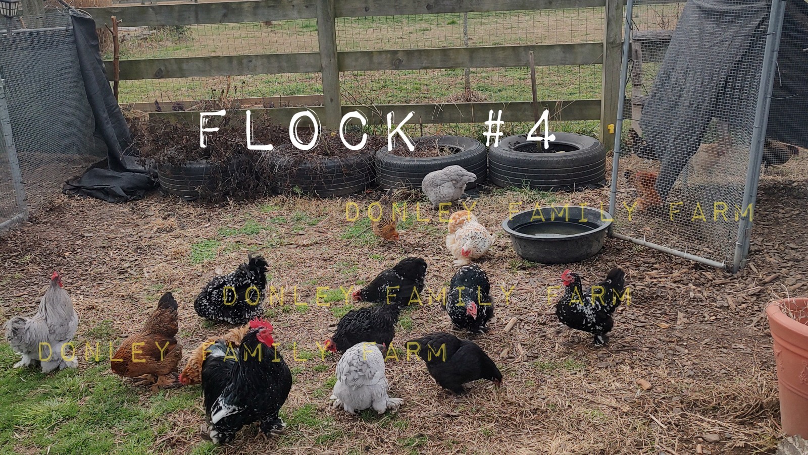12 Bantam Assorted Cochin & Cochin Mix Hatching Eggs - Chances for Frizzle!