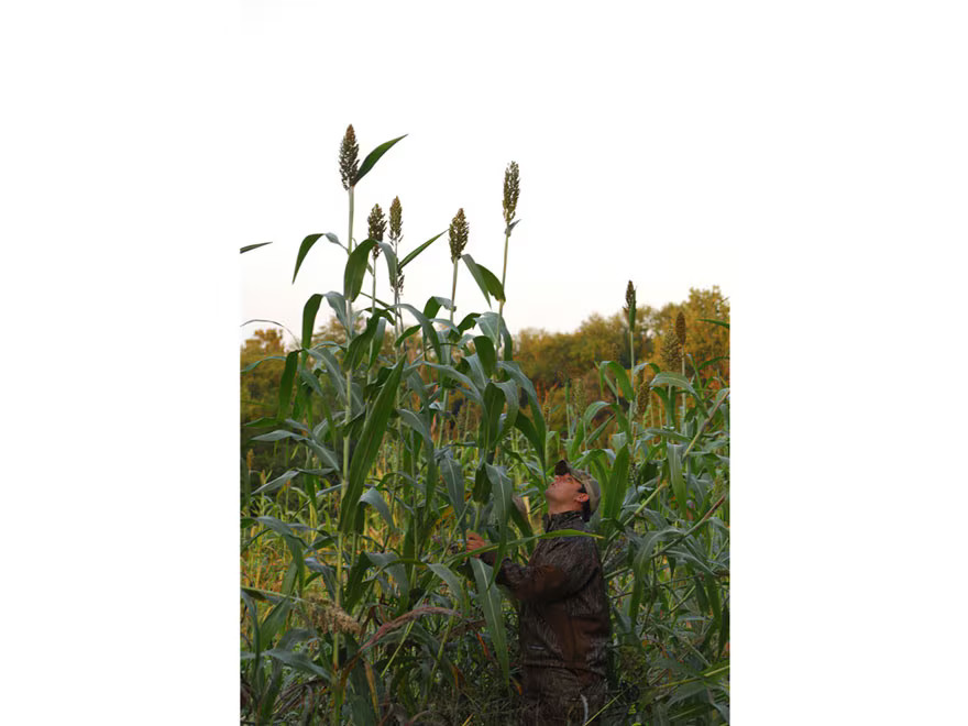 BioLogic Blind Spot Food Plot Seed 2 lb