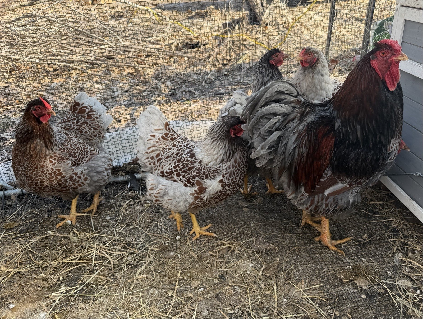 16 + Hatching Eggs Sampler - Easter Egger, Marans, Wyandotte, Ameraucana