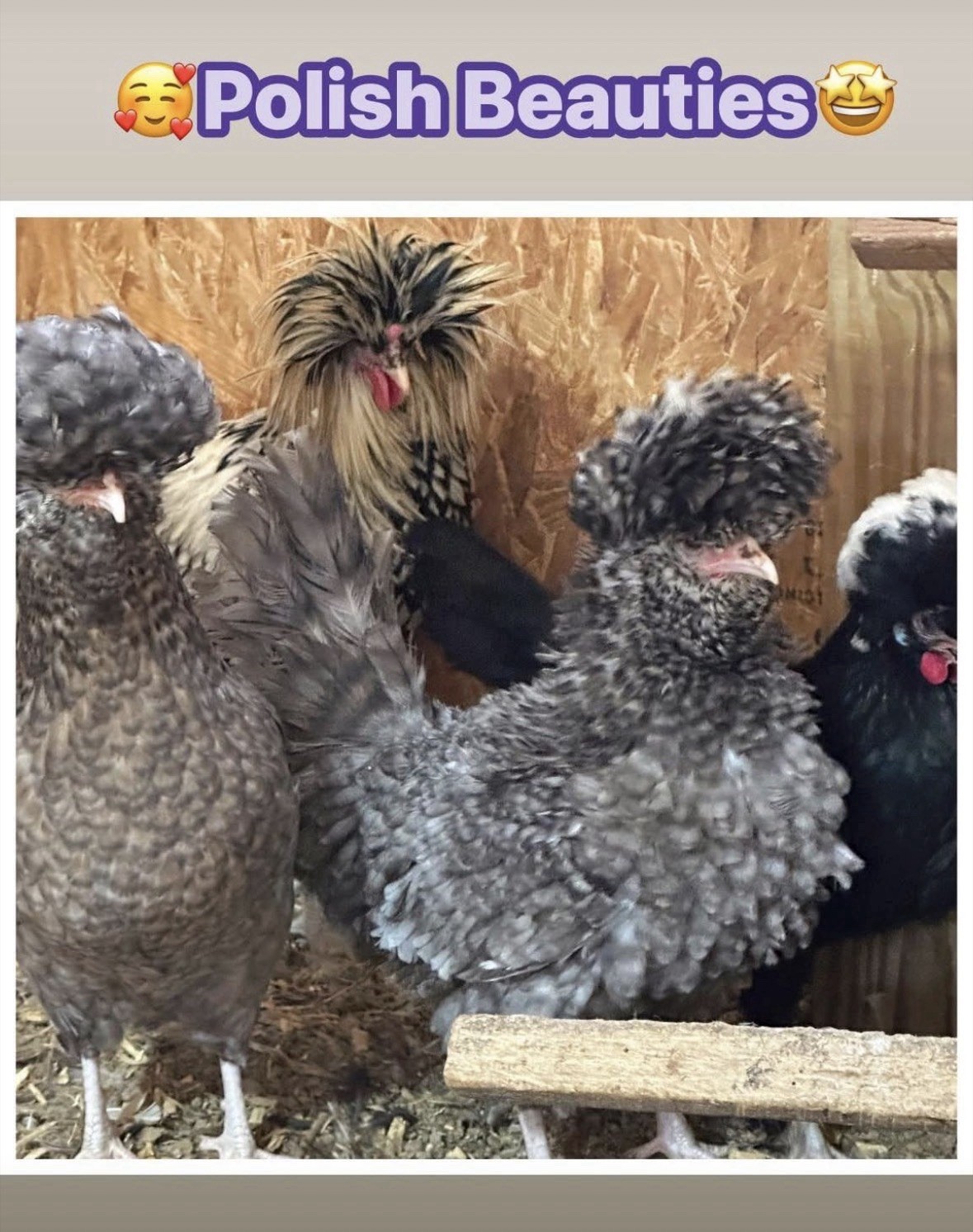 6 Polish Chicken Hatching Eggs (NPIP Certified)