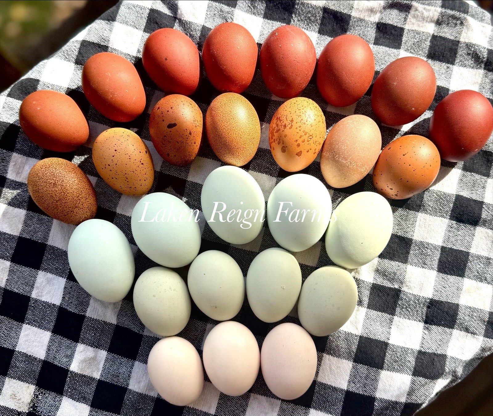 12 Rainbow Hatching Eggs Blooms, Speckles, NPIP/AI