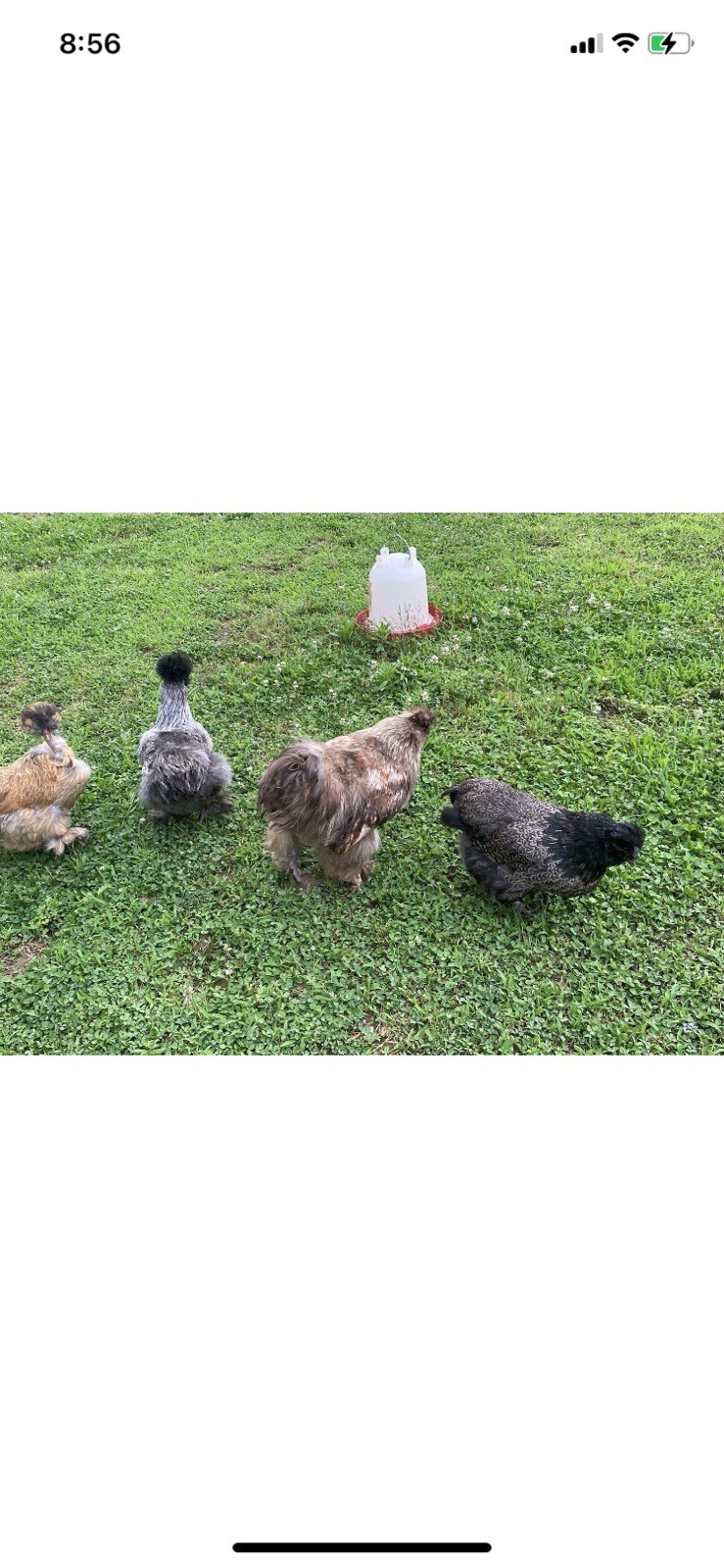 24 Bearded Silkie Hatching Eggs