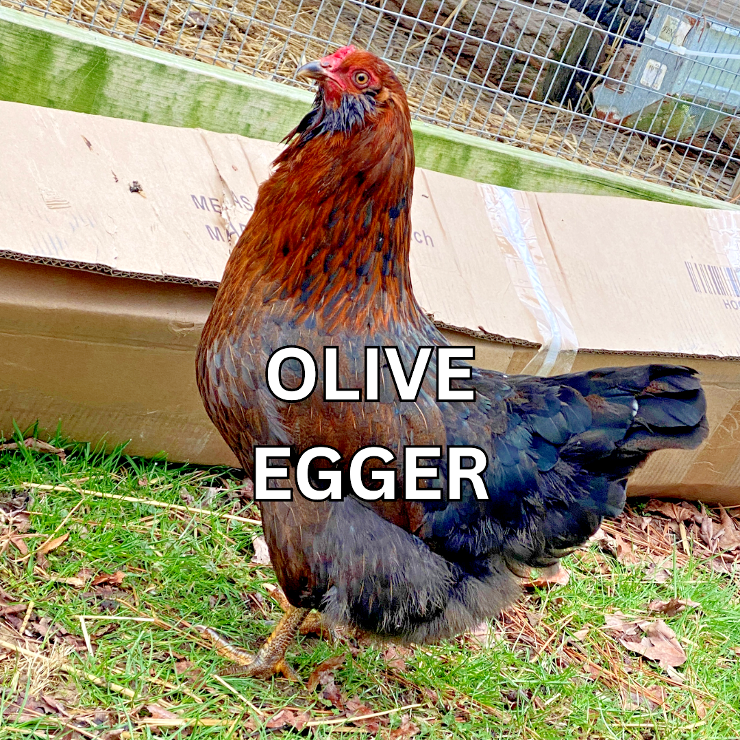 10 Custom Select Chicken Hatching Eggs - You Choose - See Description for Breeds