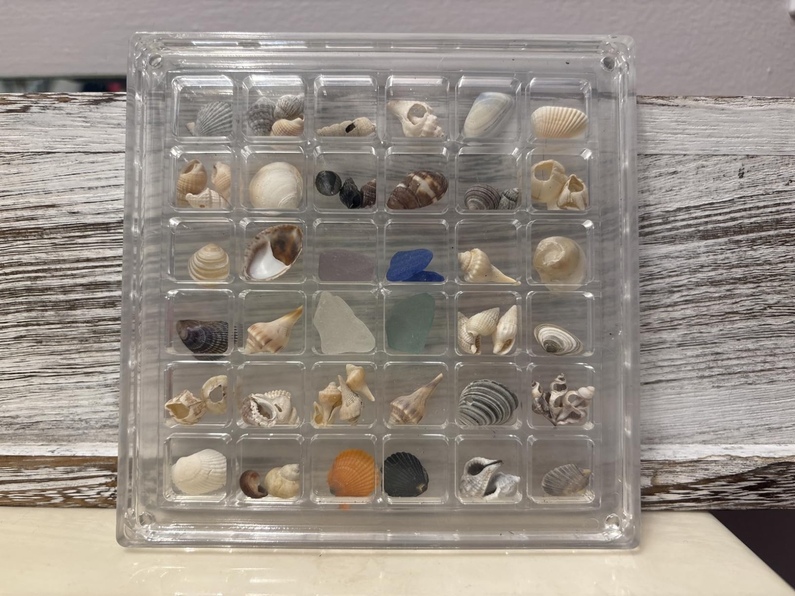 Clear Acrylic Magnetic Seashell Display Box Beach Shell 36 Grid Storage Case NEW