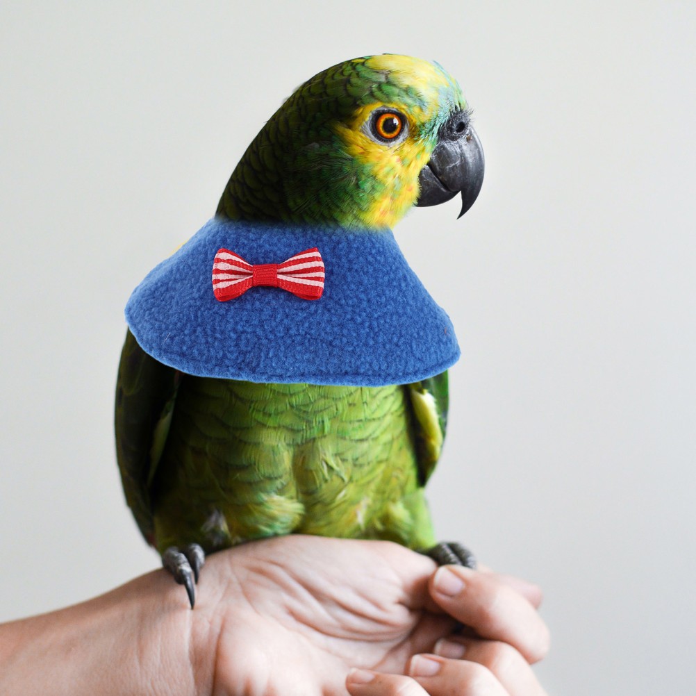 2Pcs Reusable Elizabethan Collars for Parrots Bird Postoperative Neck Cone